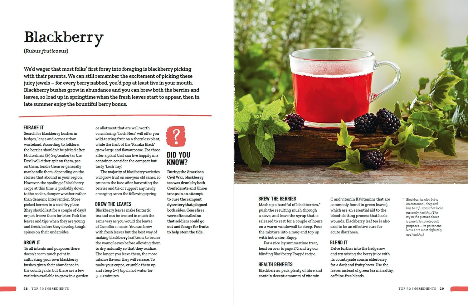 Wild Tea: Brew Your Own Infusions from Home-Grown and Foraged Ingredients